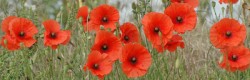 Remembrance 2019