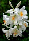 Easter Lilies